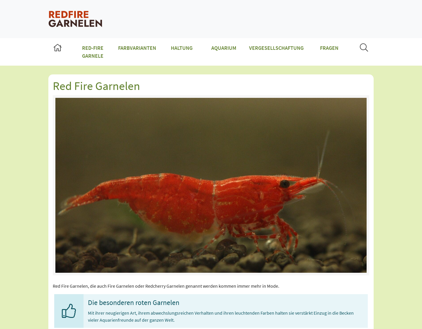 Aktuelle Website-Vorschau von Red Fire Garnelen: Zucht und Haltung