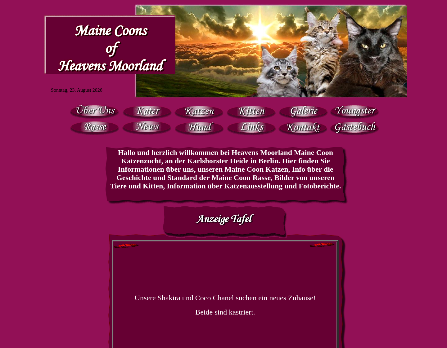 Aktuelle Website-Vorschau von Maine Coon Katzen & Kitten-Katzenzucht