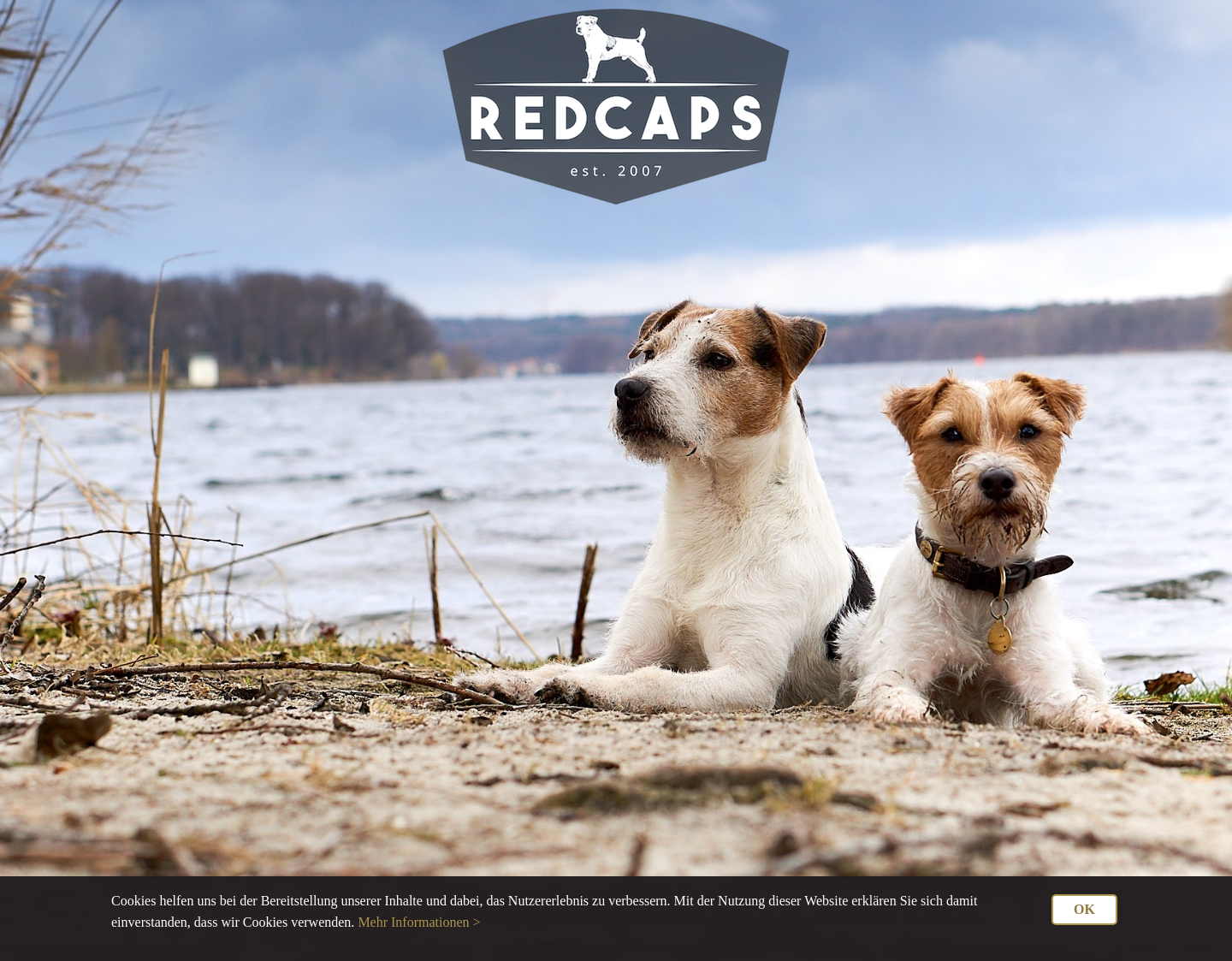 Aktuelle Website-Vorschau von Jack Russell Welpen in NRW & Berlin