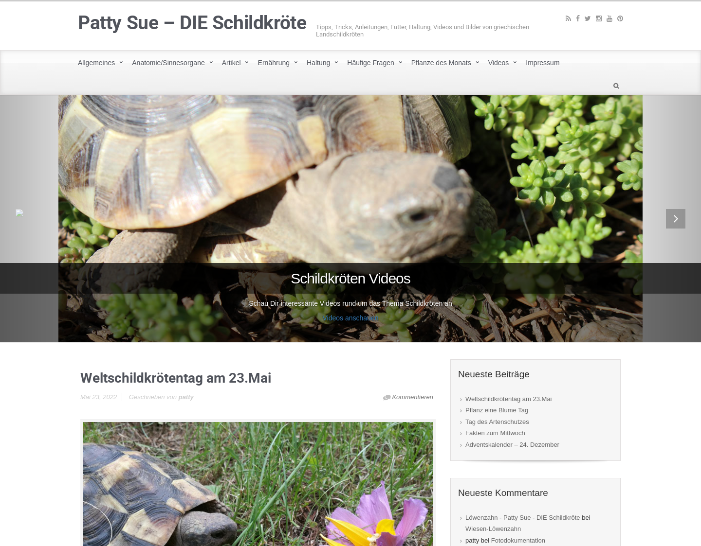 Aktuelle Website-Vorschau von Patty Sue die Schildkröte
